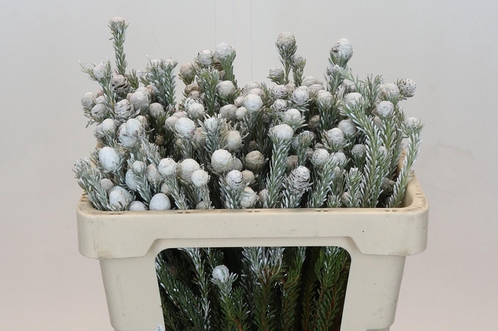 <h4>Kaaps Groen Tortum White</h4>