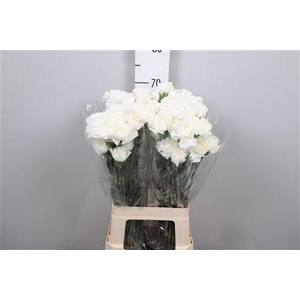 Di St Moonlight White