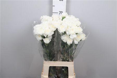 <h4>Di St Moonlight White</h4>
