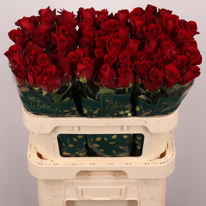 <h4>R GR EXPLORER</h4>