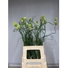 ALLIUM JAPAN STYLE