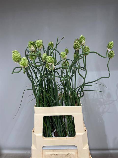 ALLIUM JAPAN STYLE