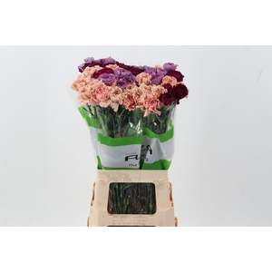 Di St Rainbow Vintage