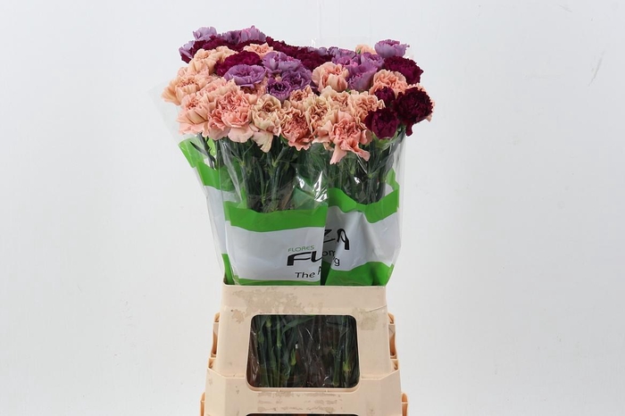 <h4>Di St Rainbow Vintage</h4>