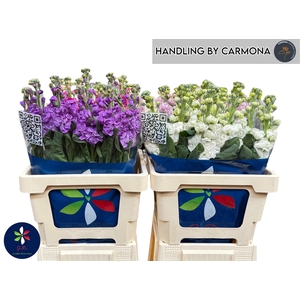 MATTH IMPALA GEM FST