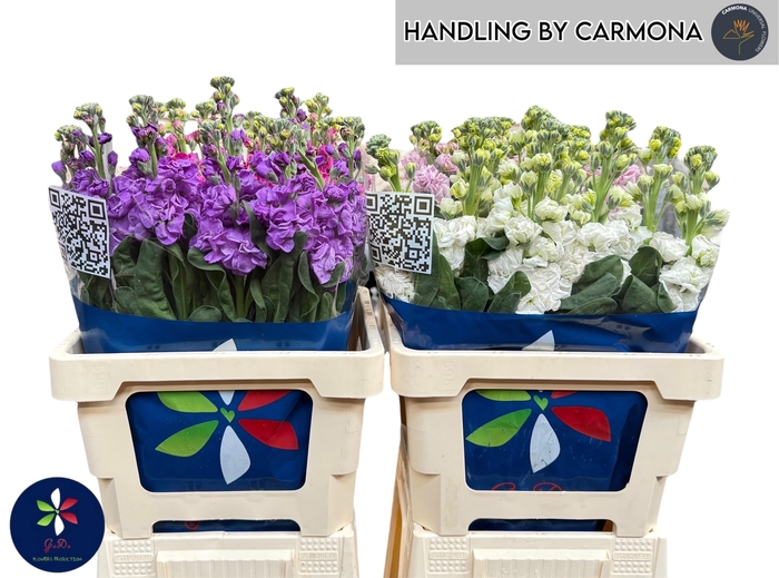 <h4>MATTH IMPALA GEM FST</h4>