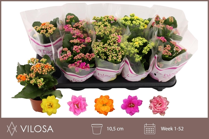 arr8 Kal Ge Gem 5 Kl