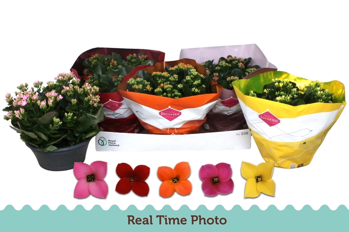 <h4>KAL EN GEM 5 KL</h4>