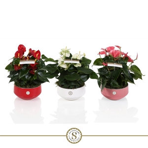 Table Anthurium Schaal Mix in Lucca keramiek