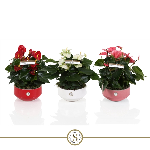 <h4>Table Anthurium Schaal Mix in Lucca keramiek</h4>