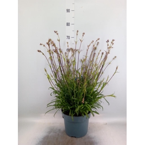 Lychnis viscaria 'Plena'