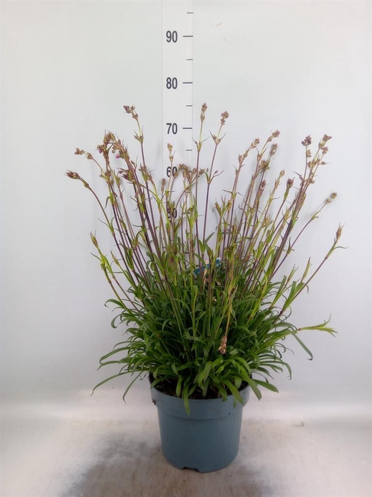 <h4>Lychnis viscaria 'Plena'</h4>