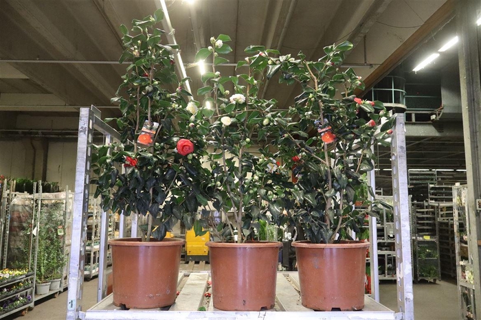 <h4>arr8 Came Japonica</h4>