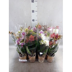 Phalaenopsis multi.   ...