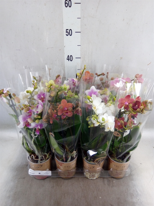 <h4>Phalaenopsis multi.   ...</h4>