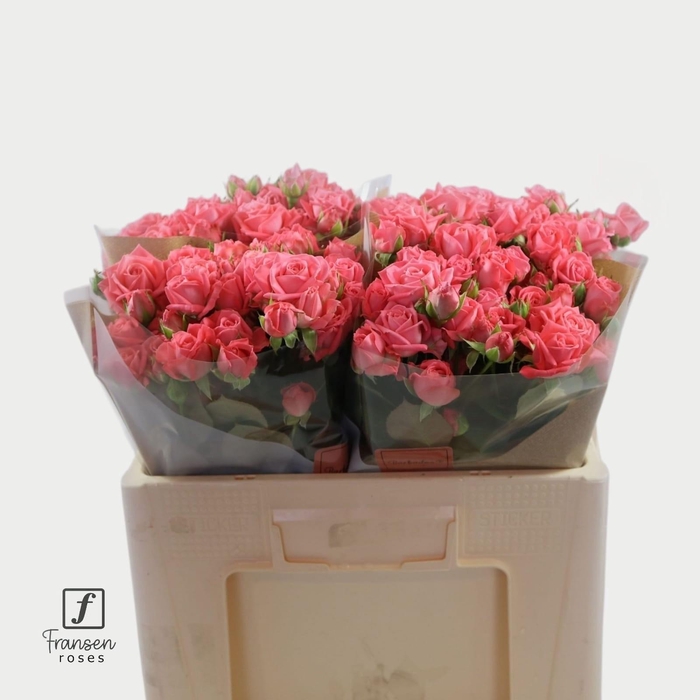 <h4>R TR barbados 50cm</h4>