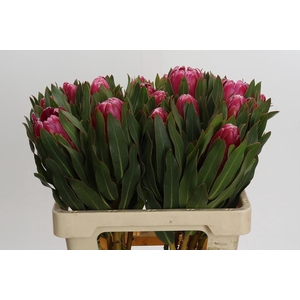 Protea Brenda
