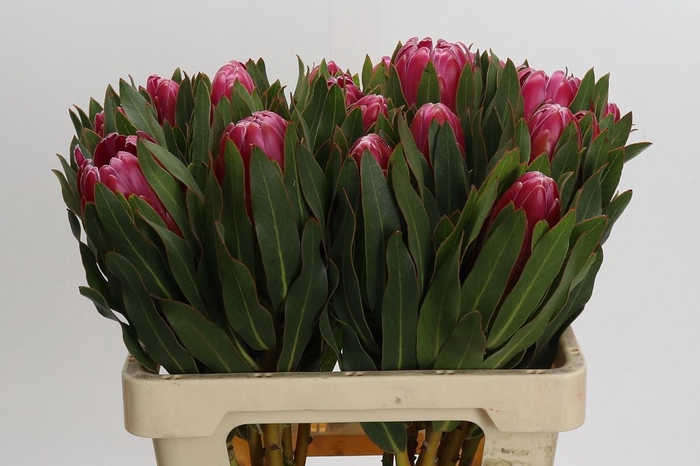 Protea Brenda