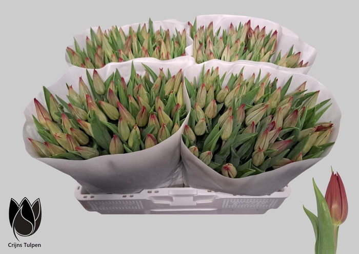 <h4>TU EN STRONG LOVE</h4>