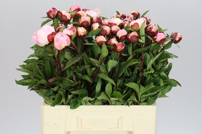 <h4>Paeonia Gardenia A2</h4>