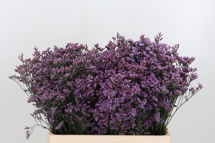 <h4>Lim Saf Pink Sky</h4>