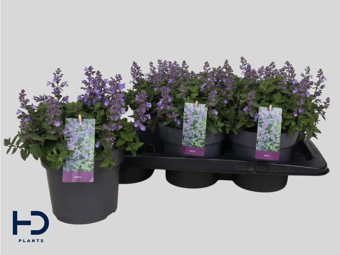 <h4>Nepe Faassenii</h4>