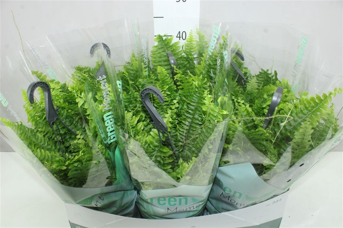 <h4>Nephrolepis Green Moment Hangpot</h4>