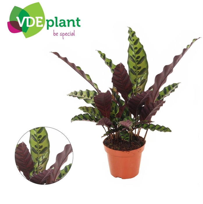 <h4>Calathea Lancifolia</h4>