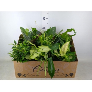 Planten Groen   ...mix 12