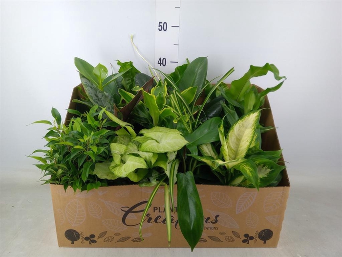 <h4>Planten Groen   ...mix 12</h4>