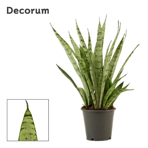 Sansevieria Silver princess 12 cm (Decorum)