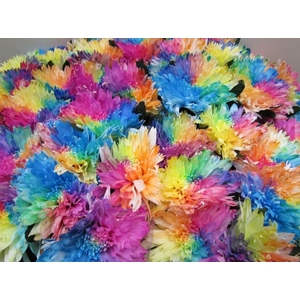 Chr G Undercover Rainbow