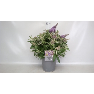 Buddleja   ...