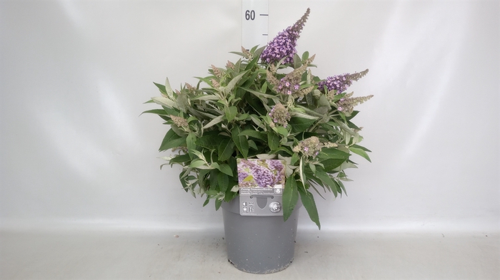 <h4>Buddleja   ...</h4>