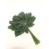 Aralia Rio Verde 30cm