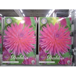 Dahlia   ...flowerbulbs