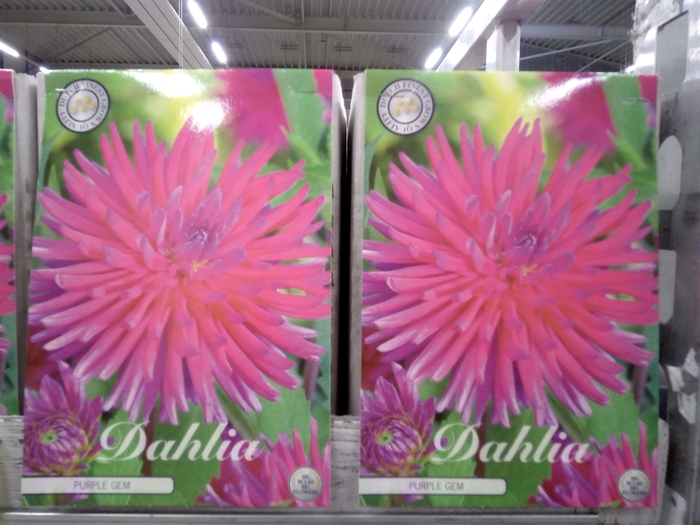 <h4>Dahlia   ...flowerbulbs</h4>