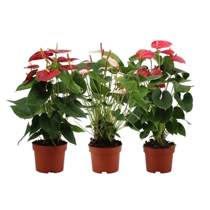 Anthurium 4 color mix in transparant sleeve