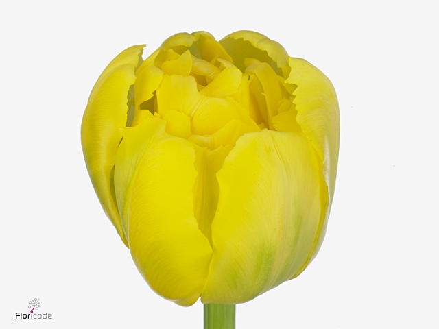 TU DU YELLO MARGARIT