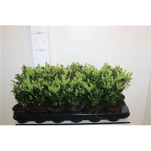 Buxu Sempervirens
