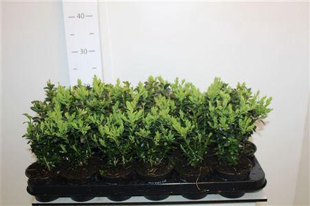 <h4>Buxu Sempervirens</h4>