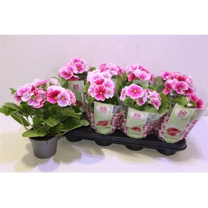 arr8 Prim Ob Tm Red White