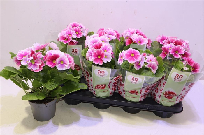 <h4>Prim Ob Tm Red White</h4>