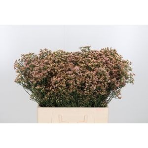 Lim Sin Sen Nectarin