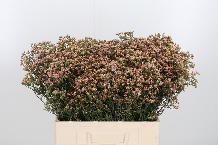 <h4>Lim Sin Sen Nectarin</h4>