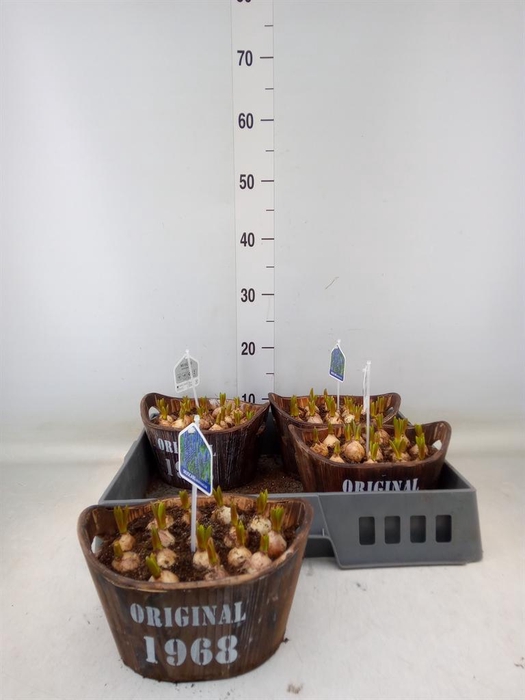 <h4>Arr. Muscari L%</h4>