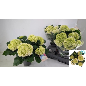 HYDR M CRYSTAL PALAC