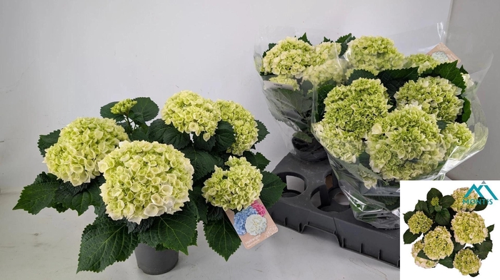 <h4>HYDR M CRYSTAL PALAC</h4>