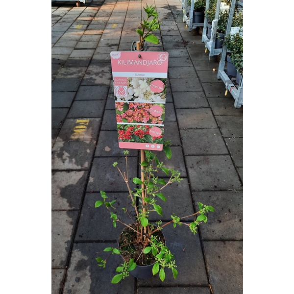 <h4>Viburnum ' Kilimandjaro Sunrise' ®</h4>