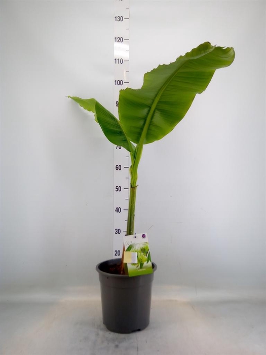 <h4>Musa basjoo</h4>